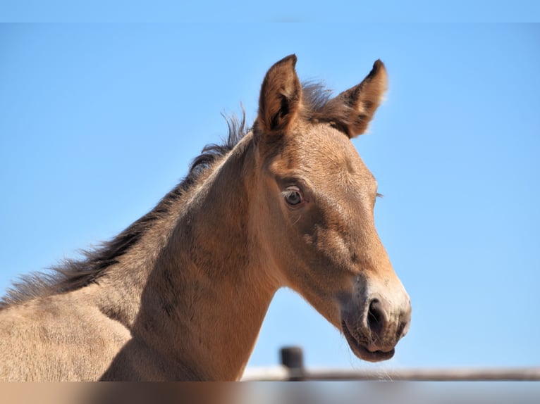 PRE Hengst 1 Jaar Pearl in Manhay
