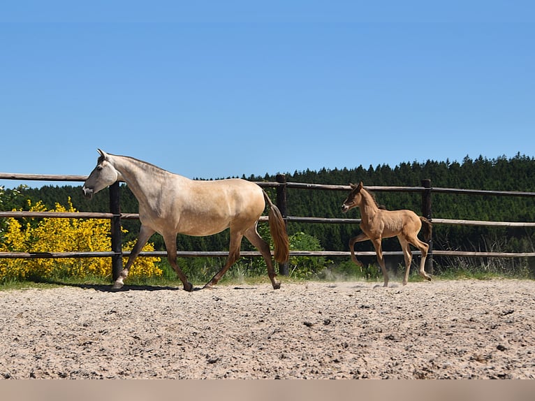 PRE Hengst 1 Jaar Pearl in Manhay