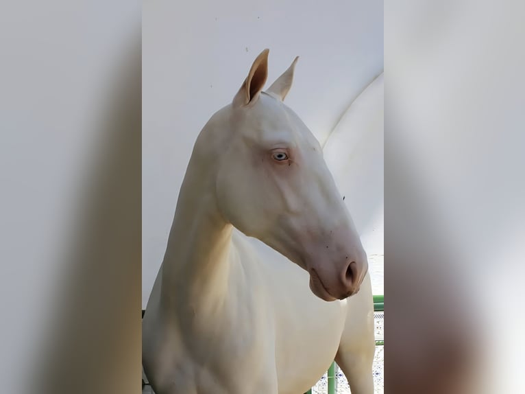 PRE Hengst 1 Jaar Perlino in Madrid PRE Hengst 1 Jaar Perlino in Madrid