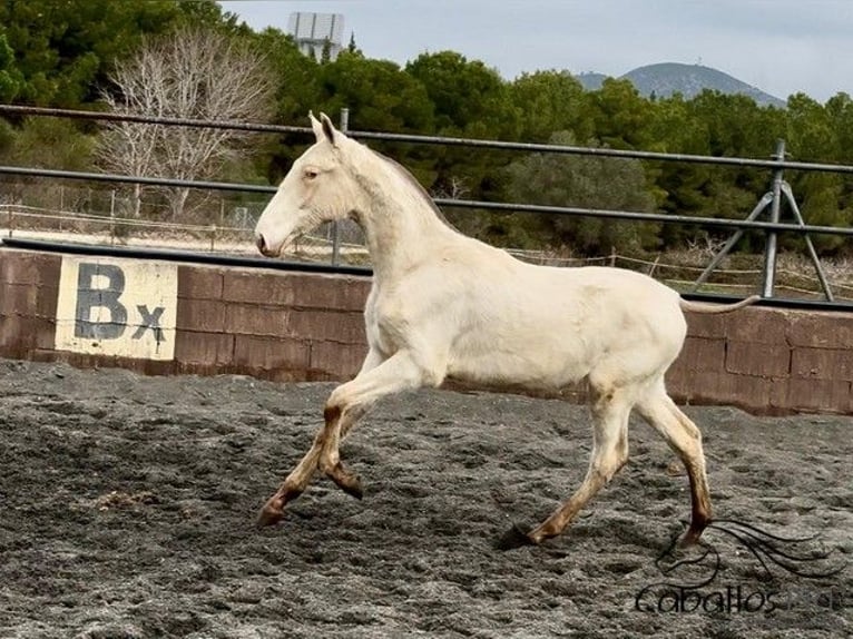 PRE Mix Hengst 1 Jaar Perlino in Barcelona