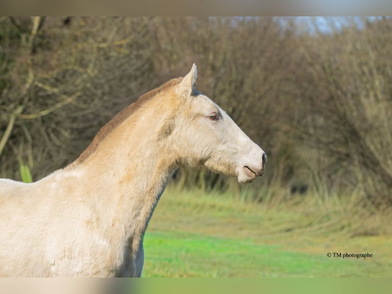PRE Hengst 1 Jaar  in Le Coudray-sur-Thelle