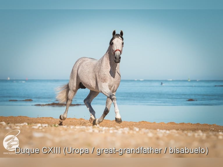 PRE Hengst 1 Jaar Schimmel in Provinz Granada