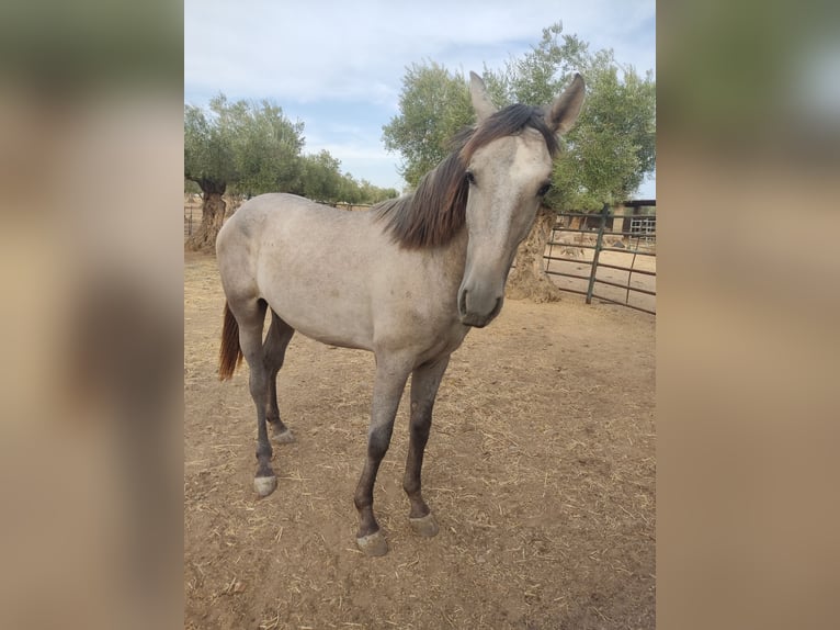 PRE Hengst 1 Jaar Schimmel in Zalamea De La Serena