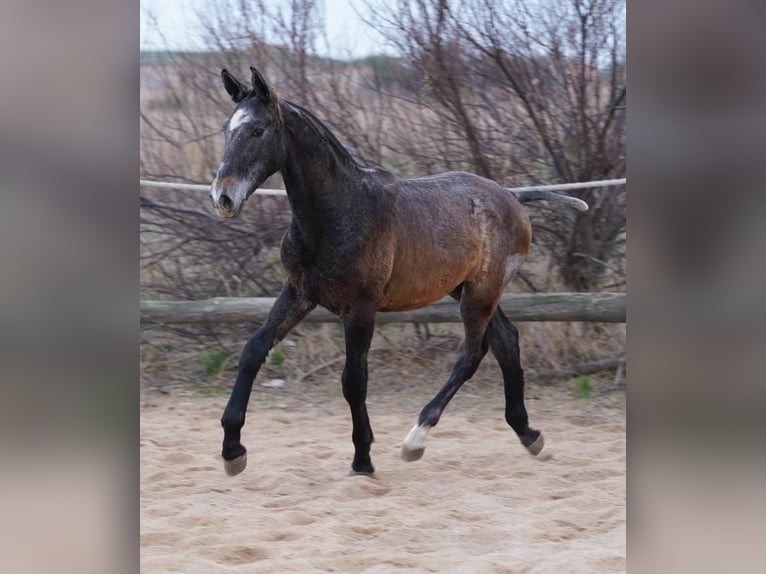 PRE Mix Hengst 1 Jaar Schimmel in Deltebre