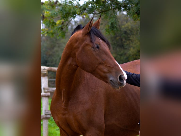 PRE Hengst 1 Jaar Vos in Souvigné