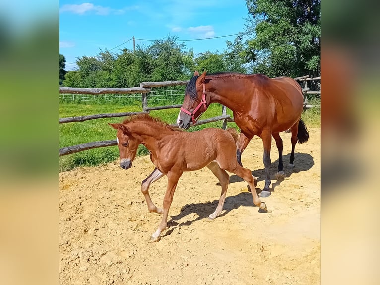 PRE Hengst 1 Jaar Vos in Souvigné