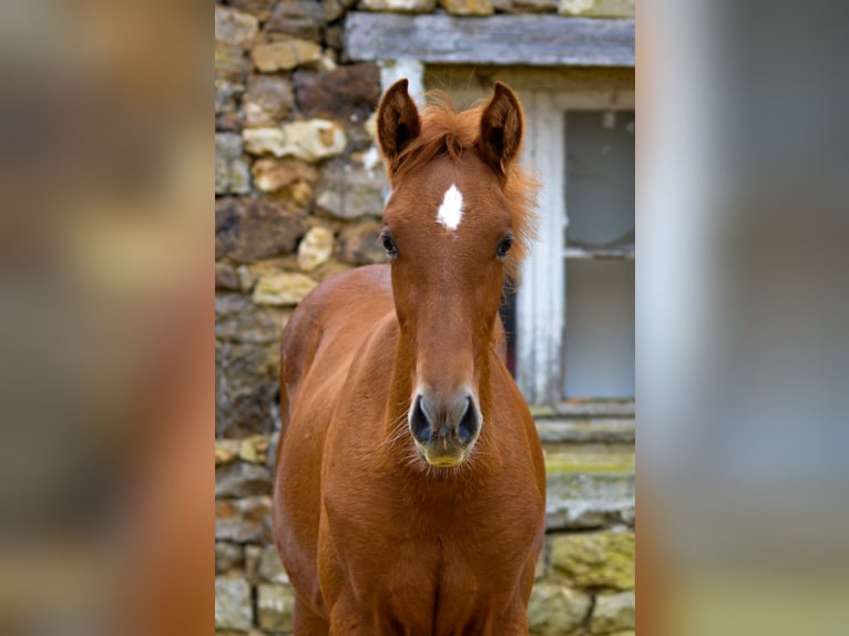 PRE Hengst 1 Jaar Vos in Souvigné