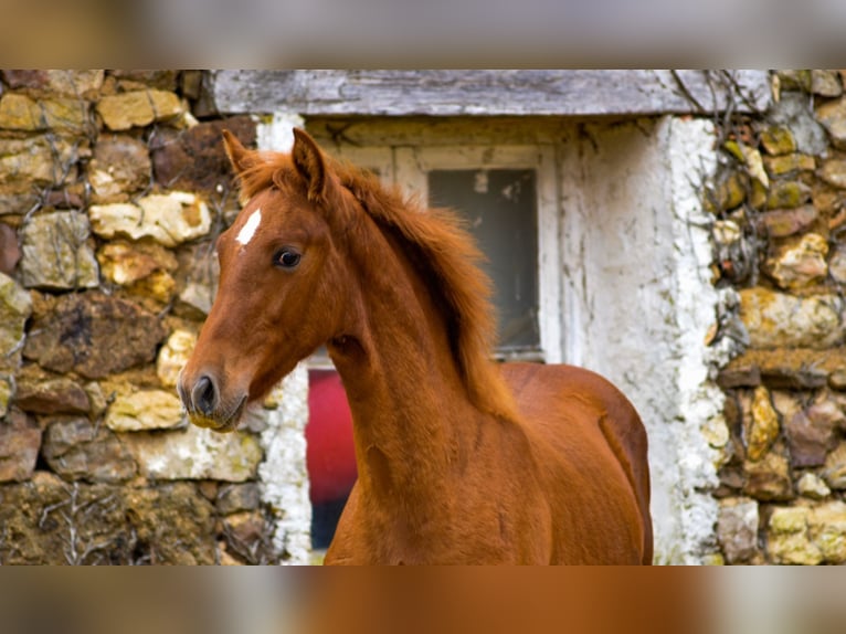 PRE Hengst 1 Jaar Vos in Souvigné