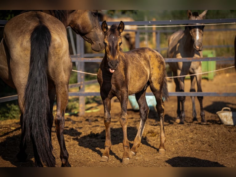 PRE Hengst 1 Jahr 130 cm Rappe in Valencia