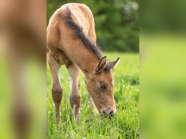 PRE Hengst 1 Jahr 140 cm Buckskin in Feuchtwangen