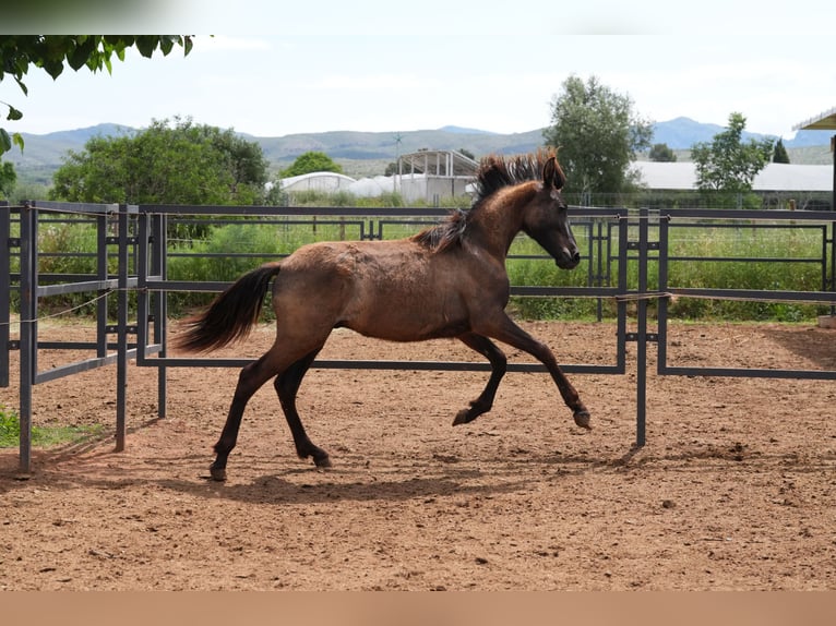 PRE Mix Hengst 1 Jahr 142 cm Rappe in Valencia