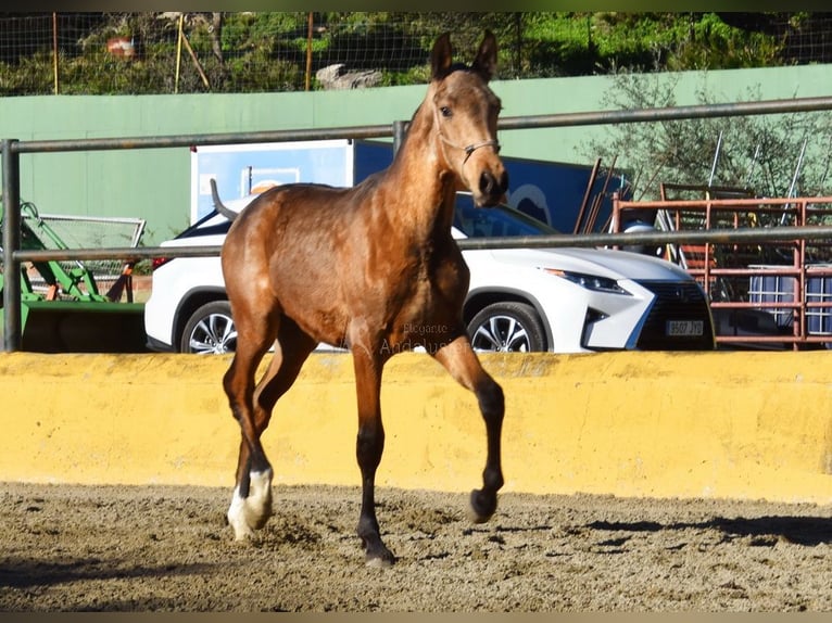 PRE Mix Hengst 1 Jahr 144 cm Falbe in Provinz Malaga