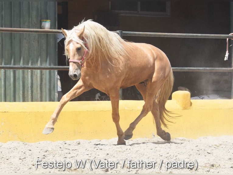 PRE Mix Hengst 1 Jahr 144 cm Falbe in Provinz Malaga