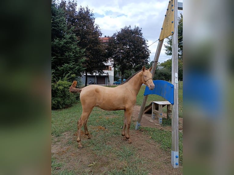 PRE Mix Hengst 1 Jahr 146 cm Champagne in Doneztebe/Santesteban