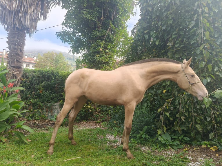 PRE Mix Hengst 1 Jahr 146 cm Champagne in Doneztebe/Santesteban