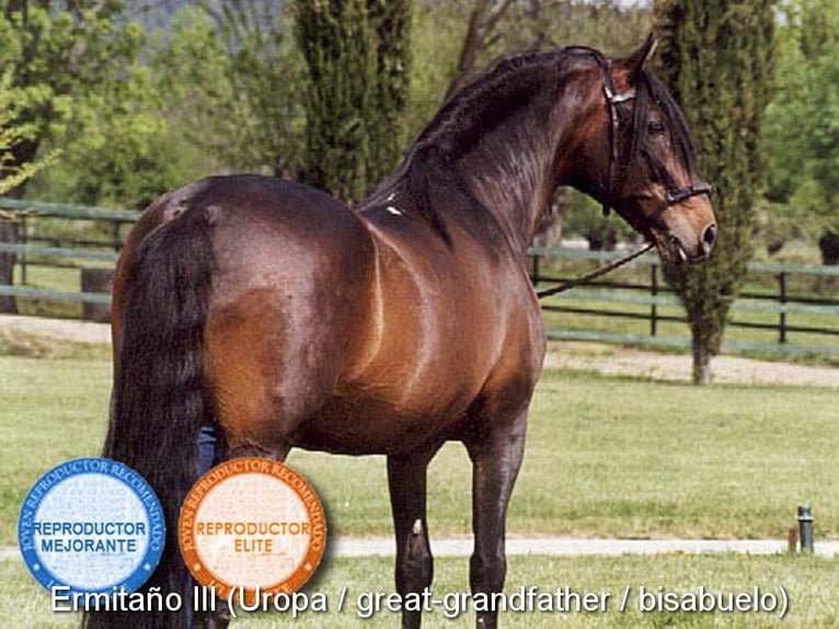 PRE Mix Hengst 1 Jahr 146 cm Rappe in Provinz Cordoba