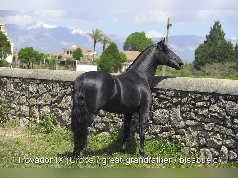 PRE Mix Hengst 1 Jahr 146 cm Rappe in Provinz Cordoba