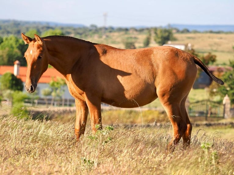 PRE Mix Hengst 1 Jahr 148 cm Fuchs in Navas Del Madro&#xF1;o