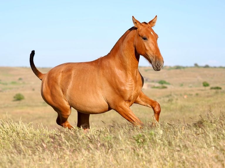 PRE Mix Hengst 1 Jahr 148 cm Fuchs in Navas Del Madro&#xF1;o