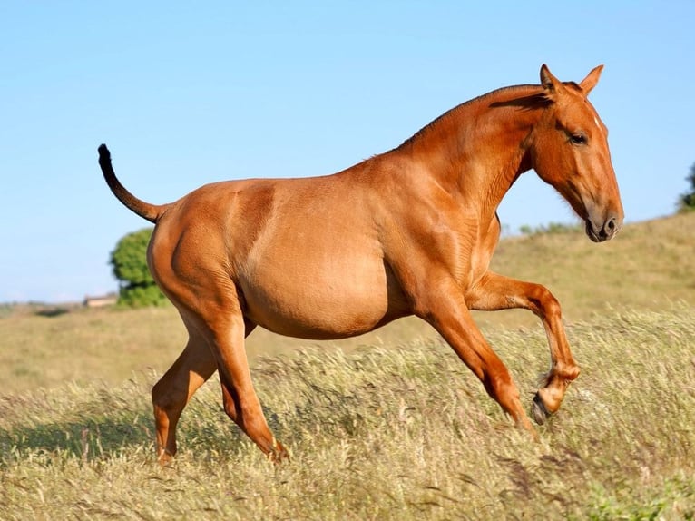 PRE Mix Hengst 1 Jahr 148 cm Fuchs in Navas Del Madro&#xF1;o