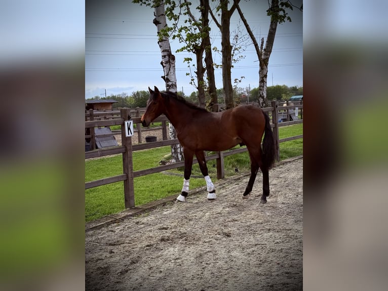 PRE Mix Hengst 1 Jahr 149 cm Dunkelbrauner in StabroekStabroe