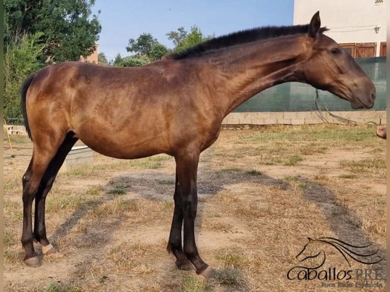 PRE Mix Hengst 1 Jahr 150 cm in Barcelona