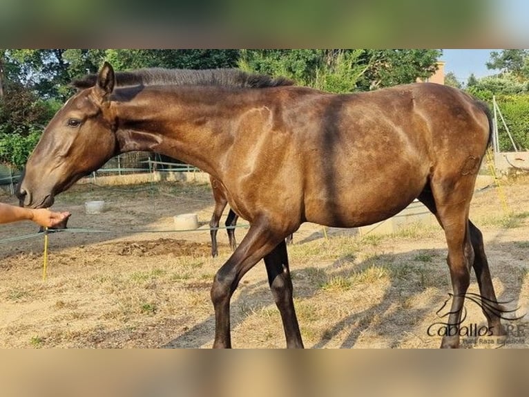 PRE Mix Hengst 1 Jahr 150 cm in Barcelona
