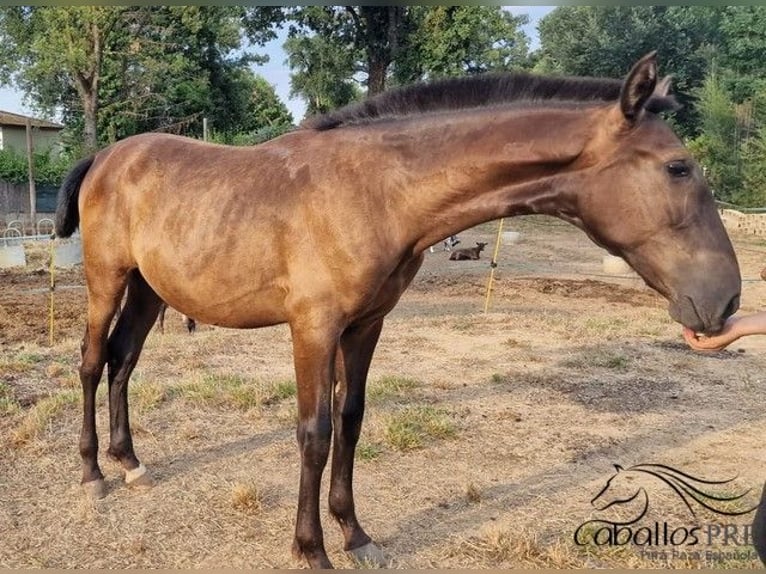 PRE Mix Hengst 1 Jahr 150 cm in Barcelona