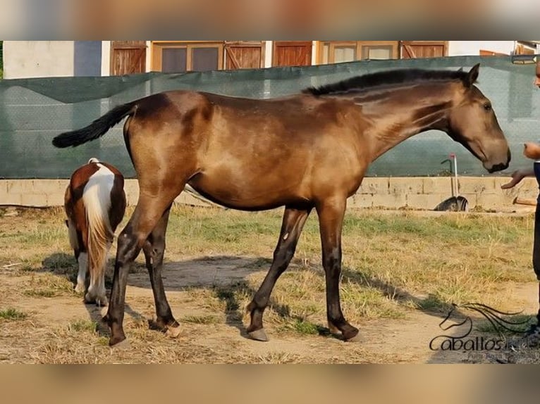PRE Mix Hengst 1 Jahr 150 cm in Barcelona