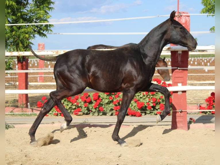 PRE Hengst 1 Jahr 150 cm in Los Rosales