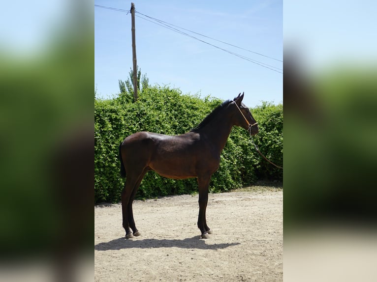 PRE Hengst 1 Jahr 150 cm Rappe in Base Aerea Conjunta Torrejon