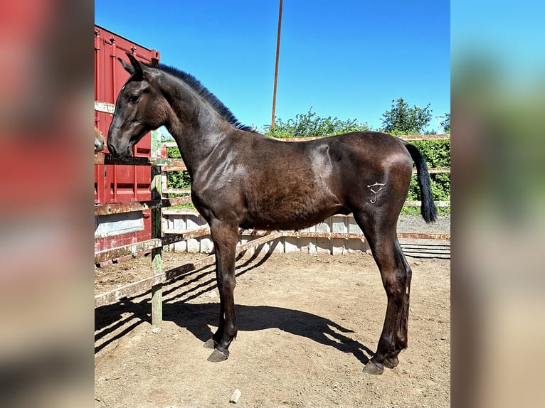 PRE Hengst 1 Jahr 150 cm Rappe in Base Aerea Conjunta Torrejon