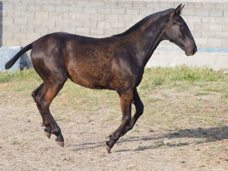 PRE Mix Hengst 1 Jahr 151 cm Rappe in NAVAS DEL MADRONO