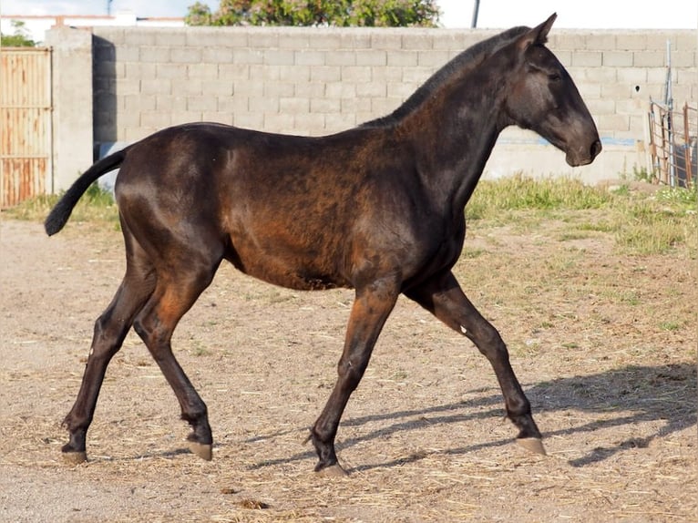 PRE Mix Hengst 1 Jahr 151 cm Rappe in NAVAS DEL MADRONO