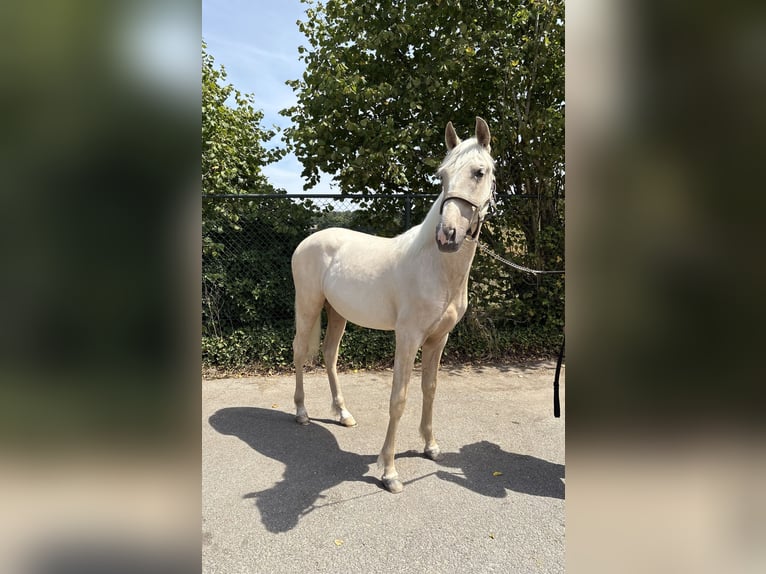 PRE Mix Hengst 1 Jahr 153 cm Palomino in Rucphen