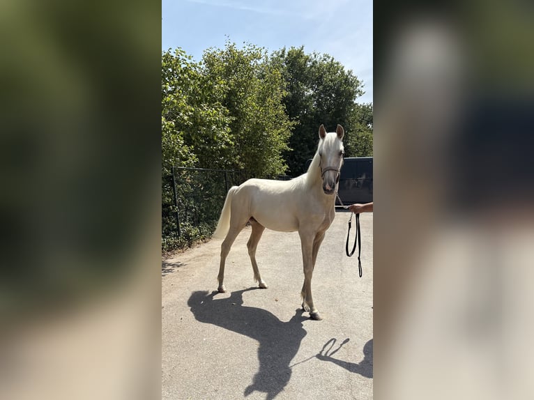 PRE Mix Hengst 1 Jahr 153 cm Palomino in Rucphen