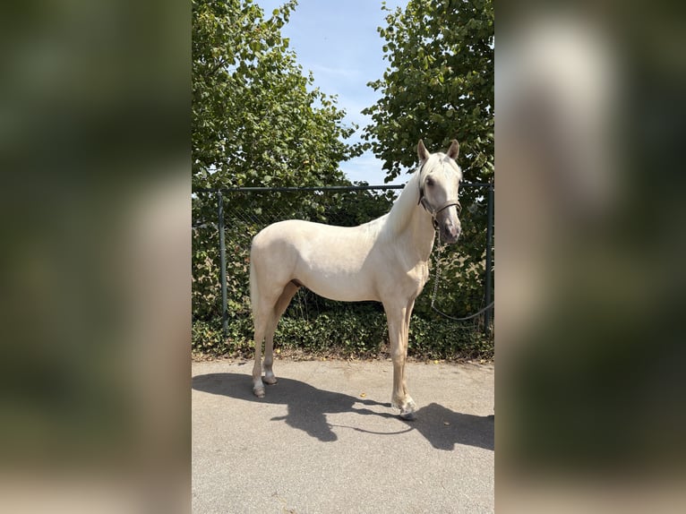 PRE Mix Hengst 1 Jahr 153 cm Palomino in Rucphen
