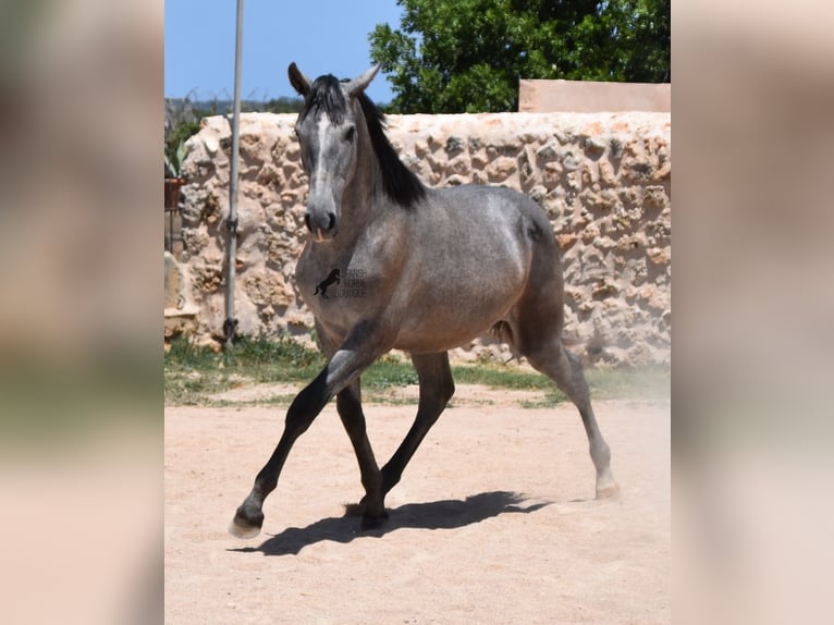 PRE Hengst 1 Jahr 153 cm Schimmel in Mallorca