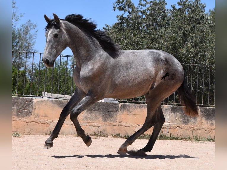 PRE Hengst 1 Jahr 153 cm Schimmel in Mallorca