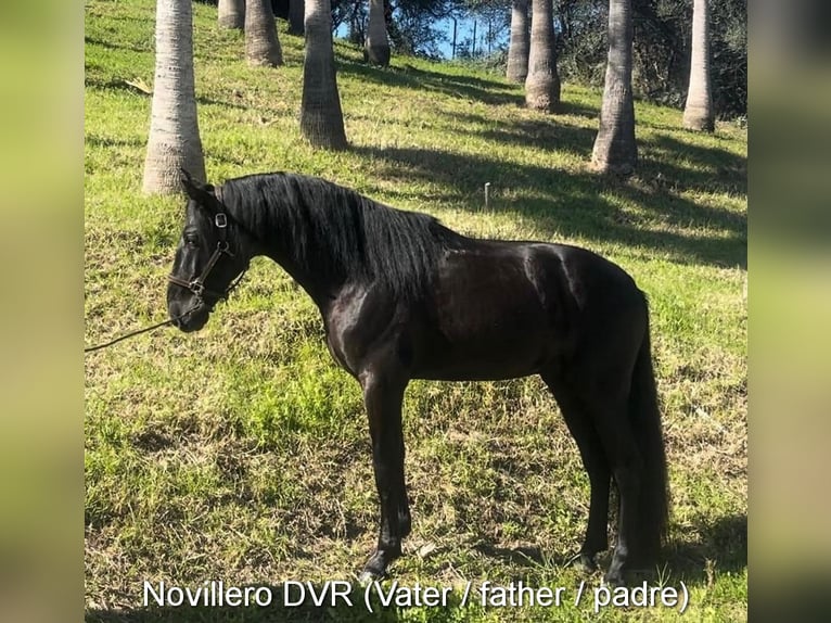 PRE Hengst 1 Jahr 154 cm Schimmel in Provinz Malaga