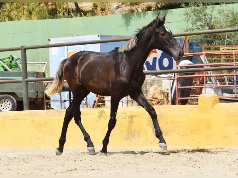PRE Hengst 1 Jahr 154 cm Schimmel in Provinz Malaga