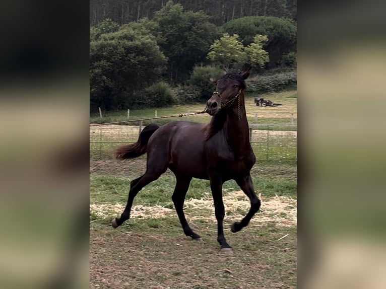 PRE Hengst 1 Jahr 155 cm Dunkelbrauner in Riotorto