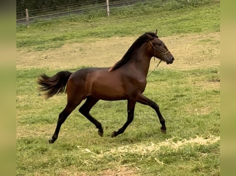 PRE Hengst 1 Jahr 155 cm Dunkelbrauner in Riotorto