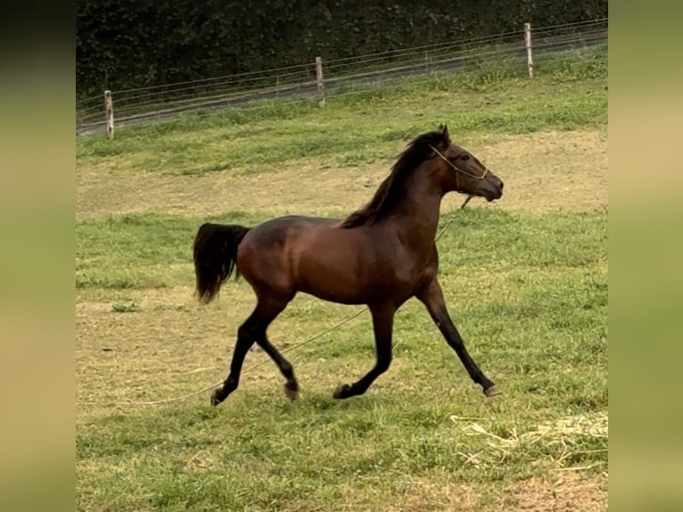 PRE Hengst 1 Jahr 155 cm Dunkelbrauner in Riotorto