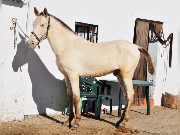PRE Mix Hengst 1 Jahr 155 cm Pearl in Miralvalles