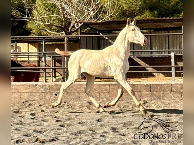 PRE Hengst 1 Jahr 155 cm Perlino in Barcelona