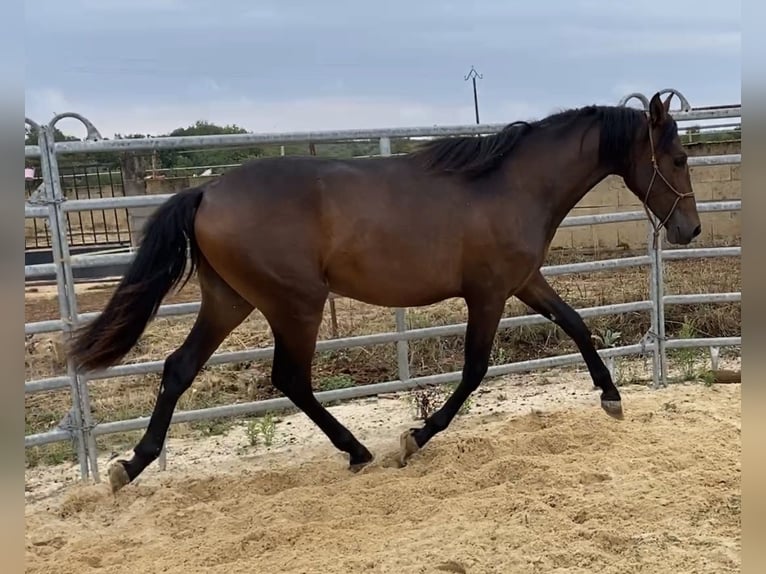 PRE Hengst 1 Jahr 155 cm Schwarzbrauner in SAUJAC