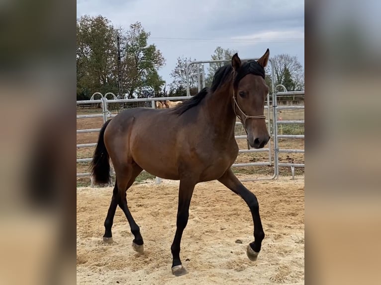 PRE Hengst 1 Jahr 155 cm Schwarzbrauner in SAUJAC
