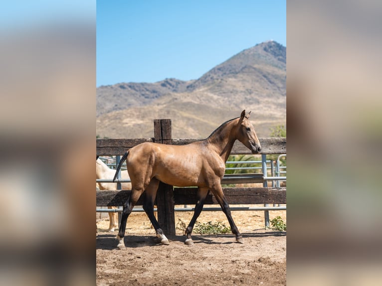 PRE Mix Hengst 1 Jahr 156 cm Buckskin in Almeria