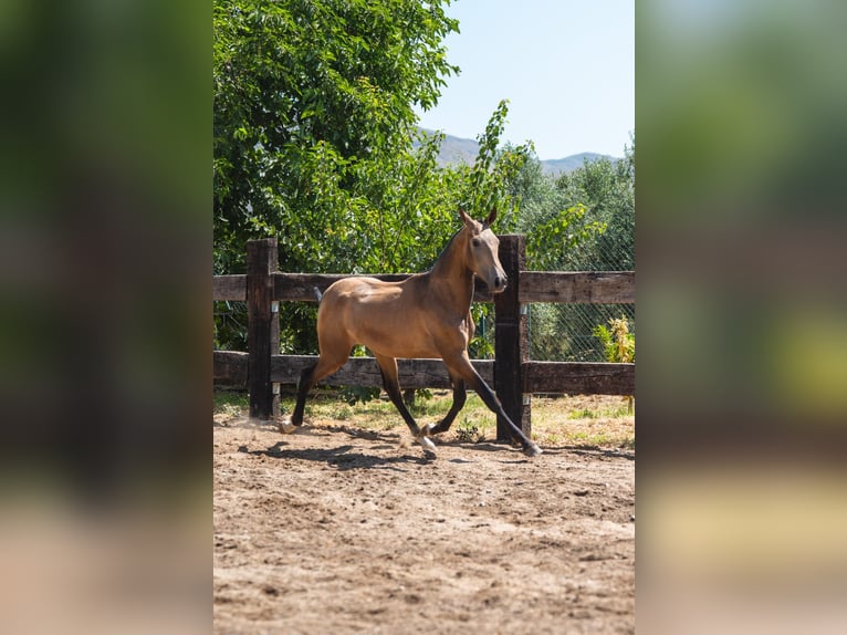 PRE Mix Hengst 1 Jahr 156 cm Buckskin in Almeria